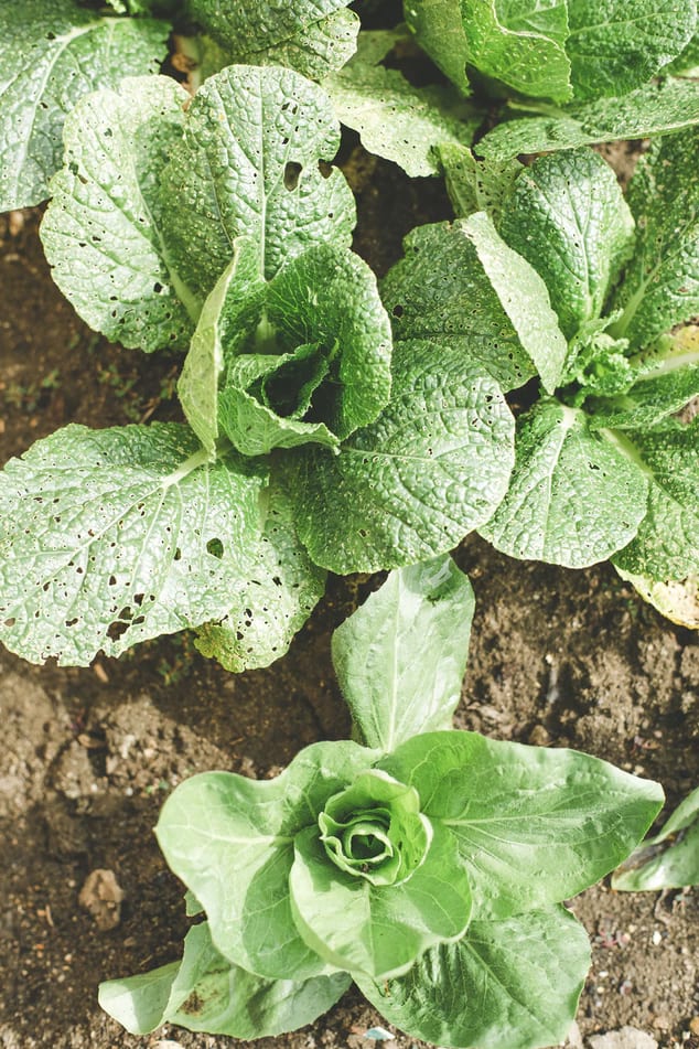 Home farming03 free img