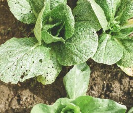 Home farming03 free img