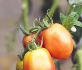 Home farming04 free img